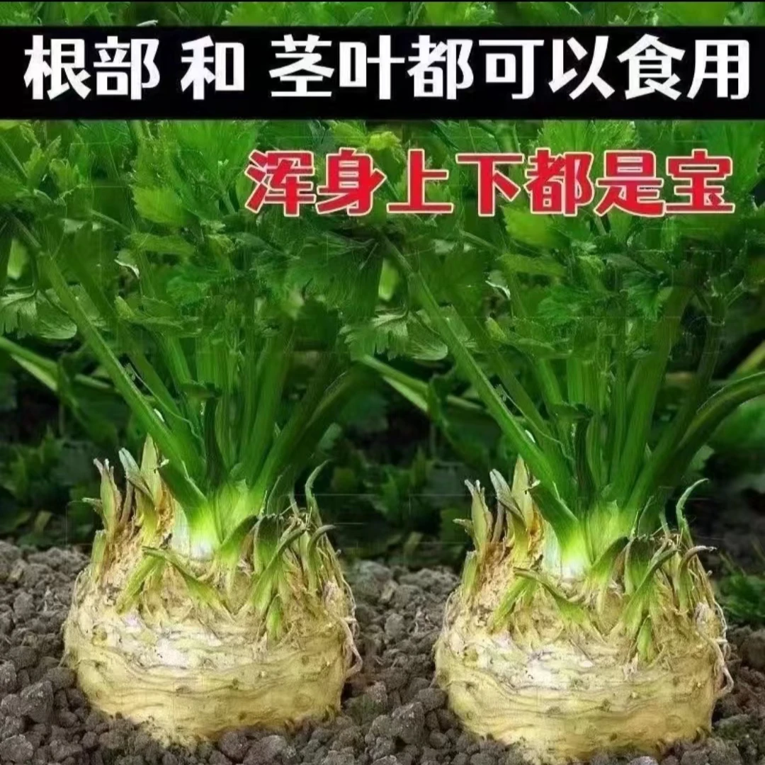 1000粒根芹种子球茎芹菜四季春秋冬阳台盆栽种植蔬菜种