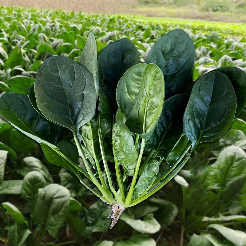 【大叶菠菜种子】耐热夏季种籽菠菜种籽春秋冬四季农家蔬菜
