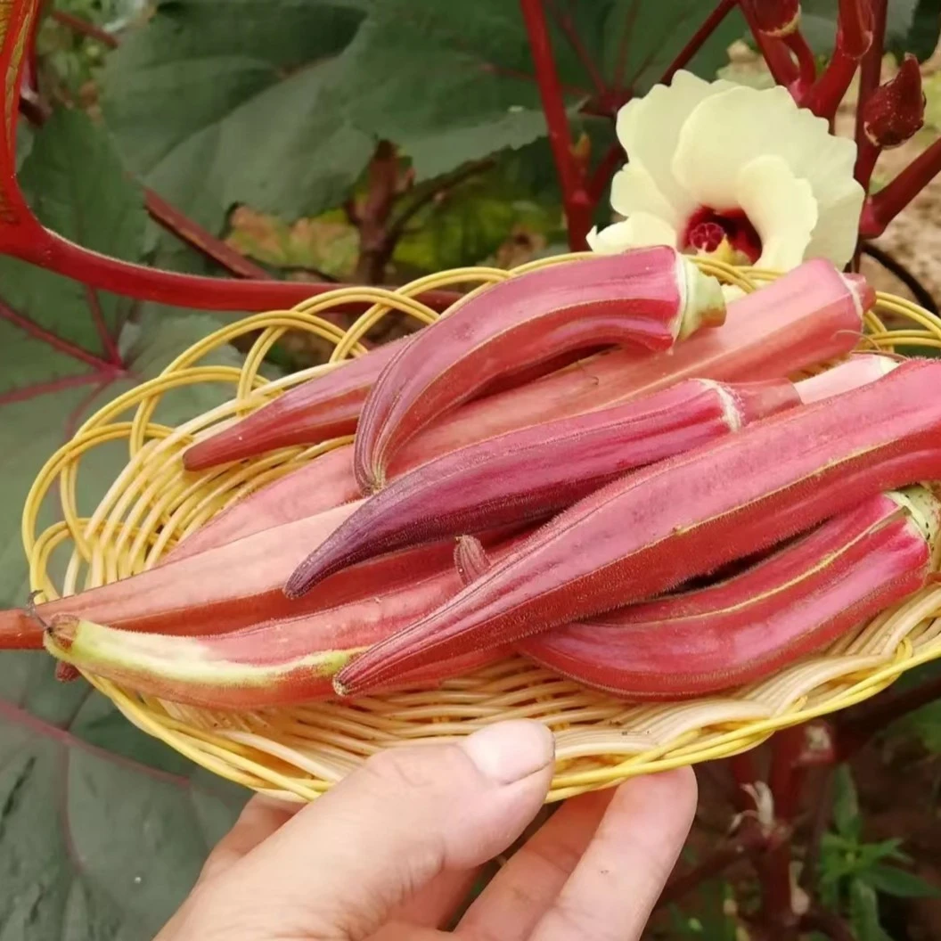 【红秋葵种子】农家四季播种阳台盆栽庭院蔬菜种子红秋葵种子