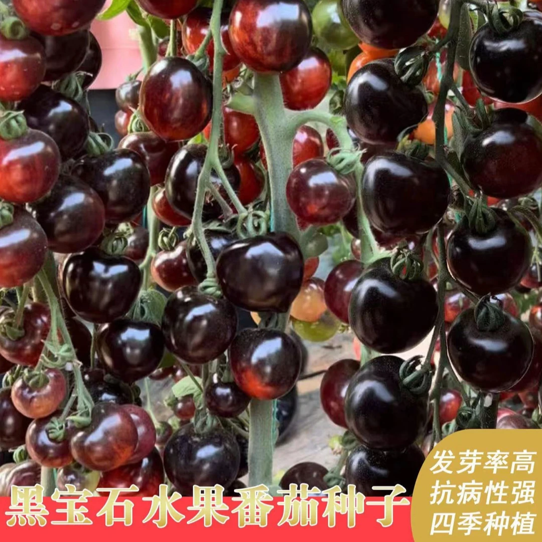 黑番茄种子四季阳台花盆地栽种植花青素蔬菜水果番茄