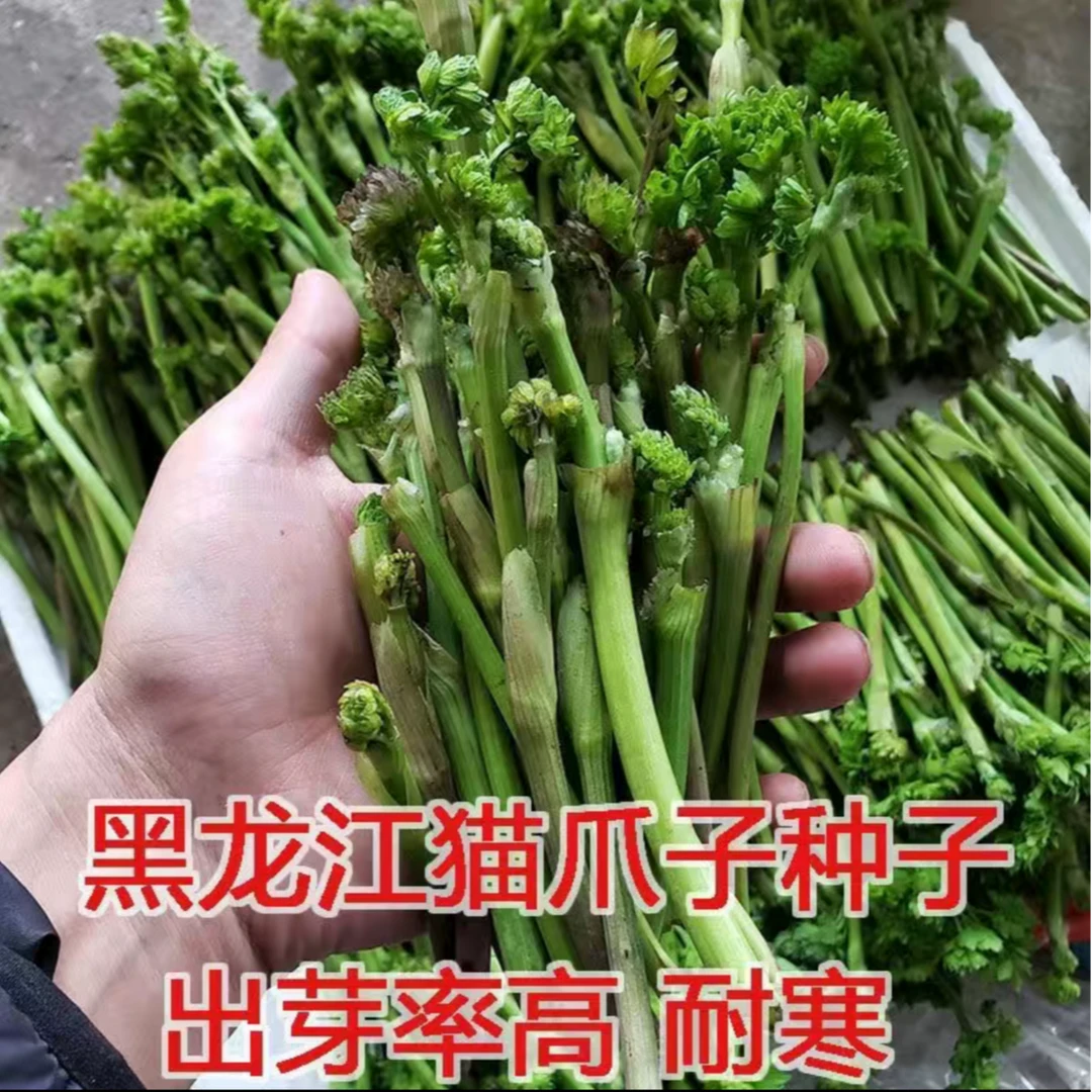 【蕨菜猫爪菜种子】家庭阳台小院盆栽地栽四季种植