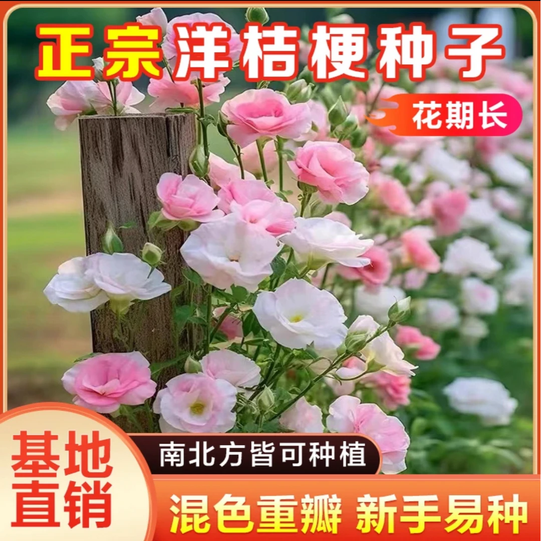 【洋桔梗花种子】桔梗花四季易种阳台庭院盆栽地栽南北方四季种植