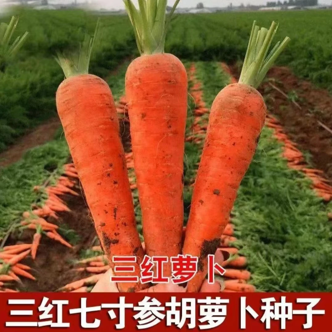 三红七寸参胡萝卜种子七寸胡萝卜种子甜脆胡萝卜四季种植阳台小院