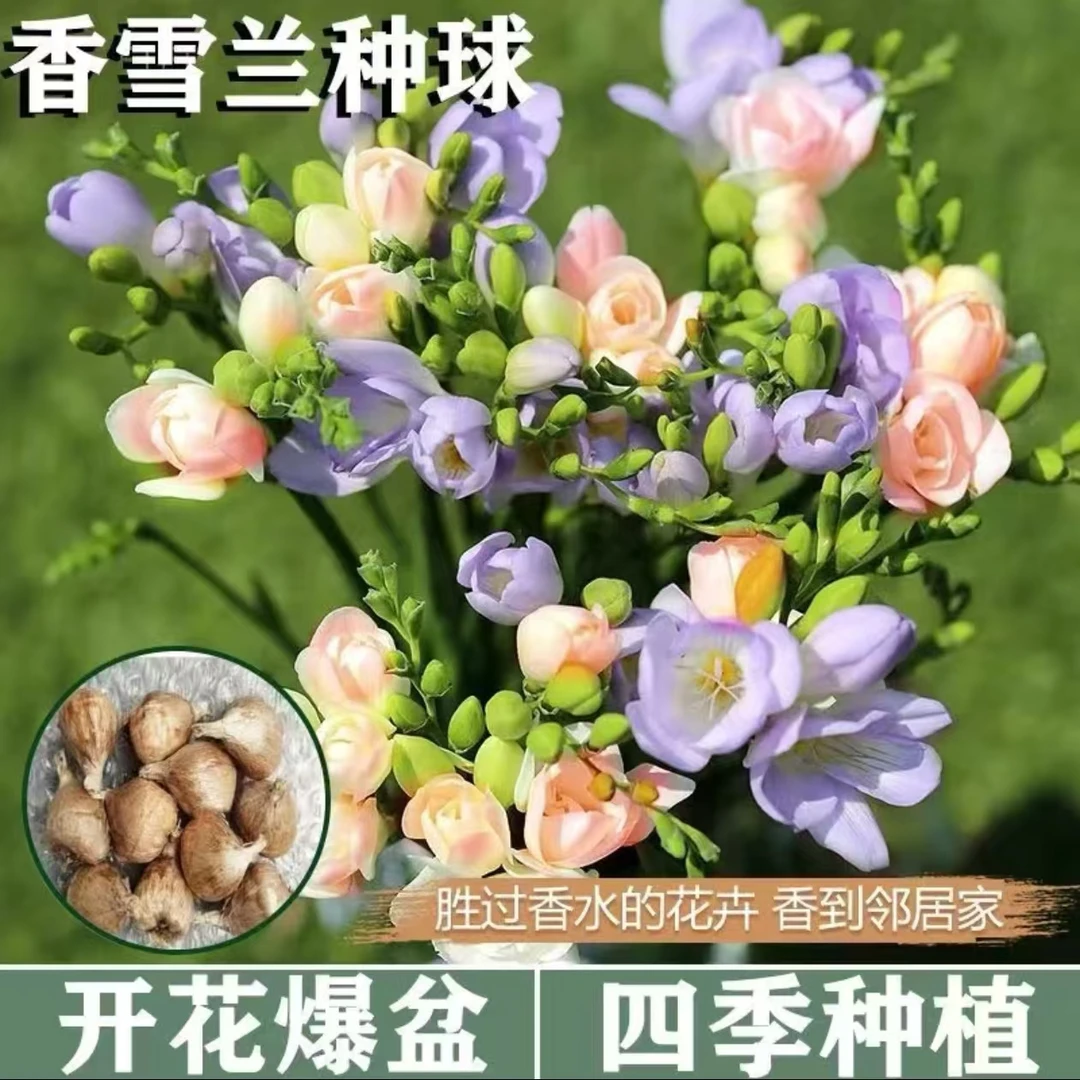 【香雪兰种球】多年生庭院阳台球根花卉四季观赏植物简单易种
