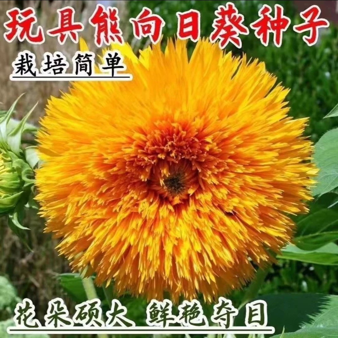 【玩具熊向日葵种子】家庭阳台小院盆栽地栽四季种植