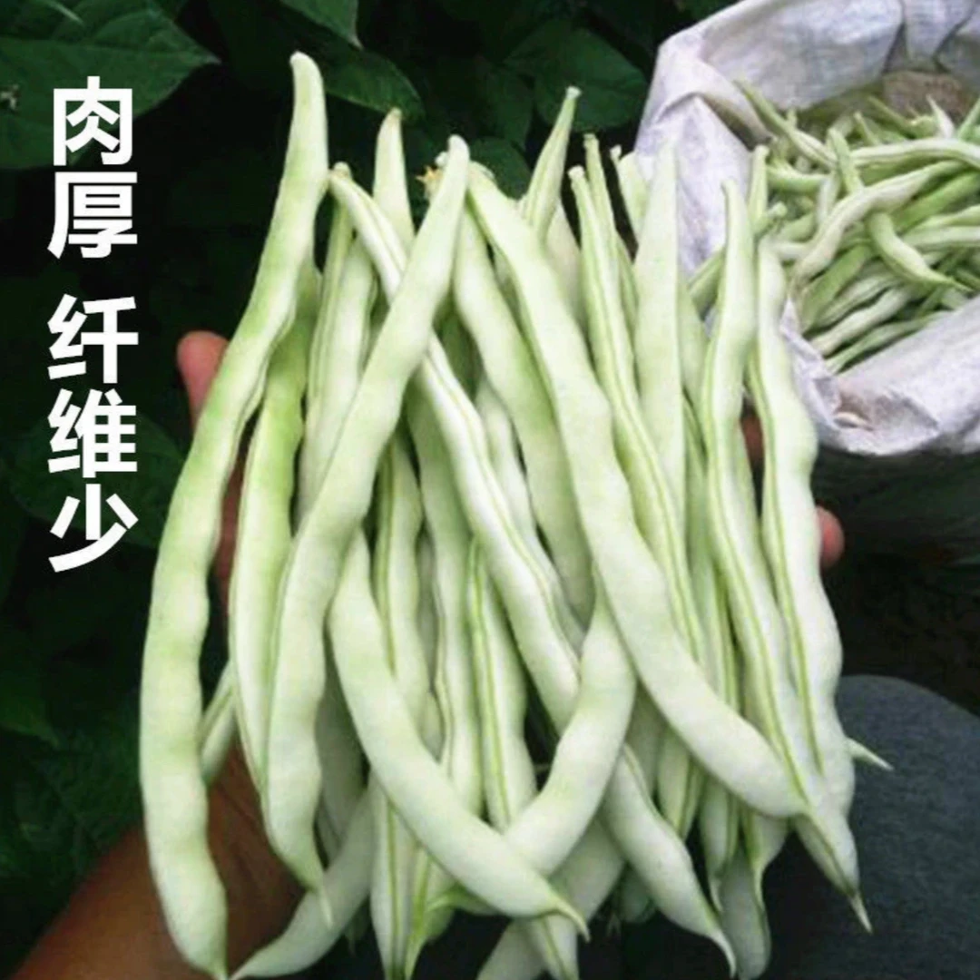 【摘不败芸豆种子】四季架豆老来白不老豆角籽压趴架摘不败