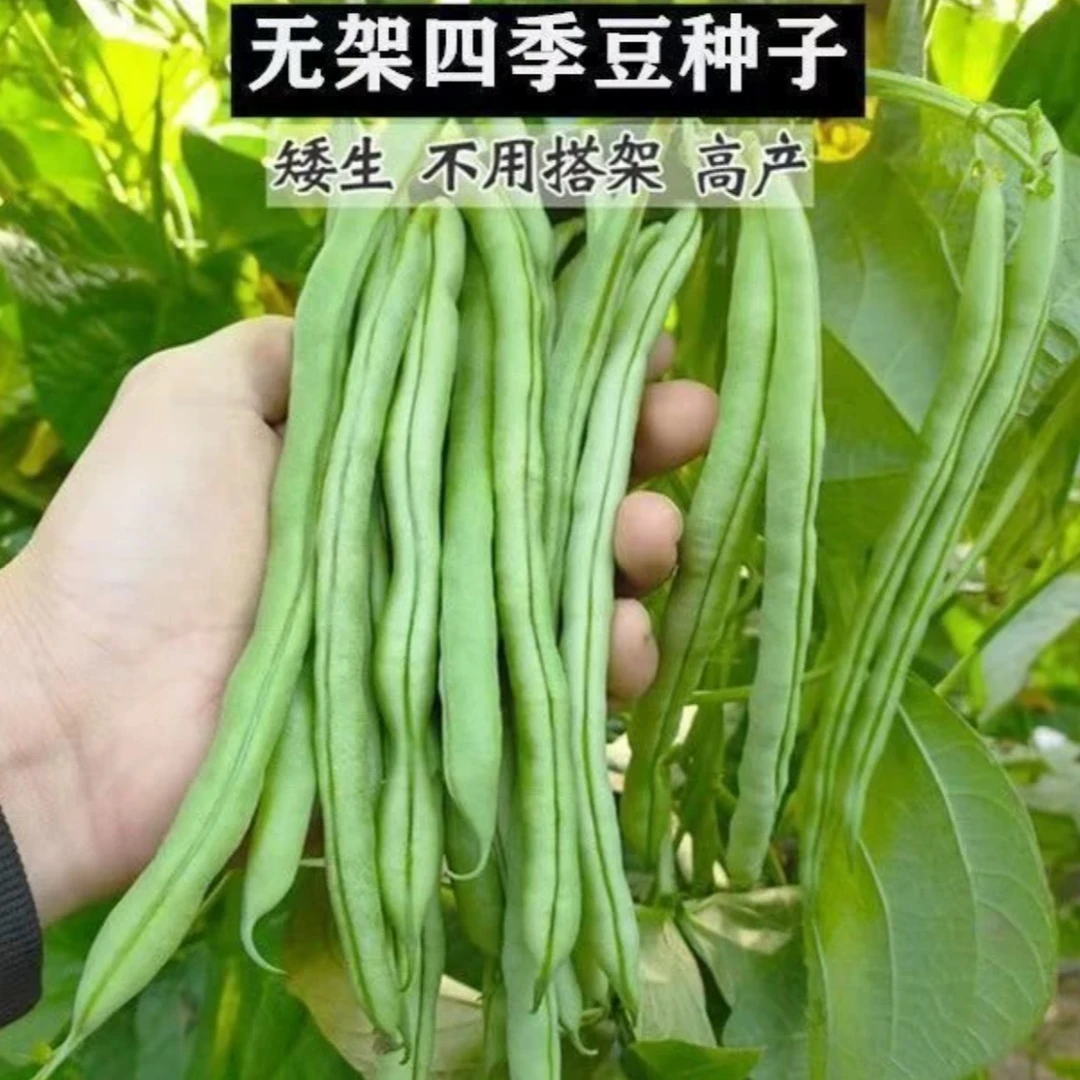 【摘不败豆角种子】家庭阳台小院盆栽地栽四季种植