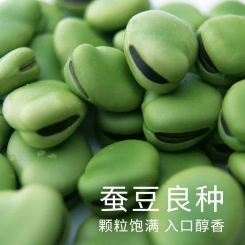 七星绿宝石蚕豆种子北斗七星特大高产罗汉豆种籽春秋冬季播种早