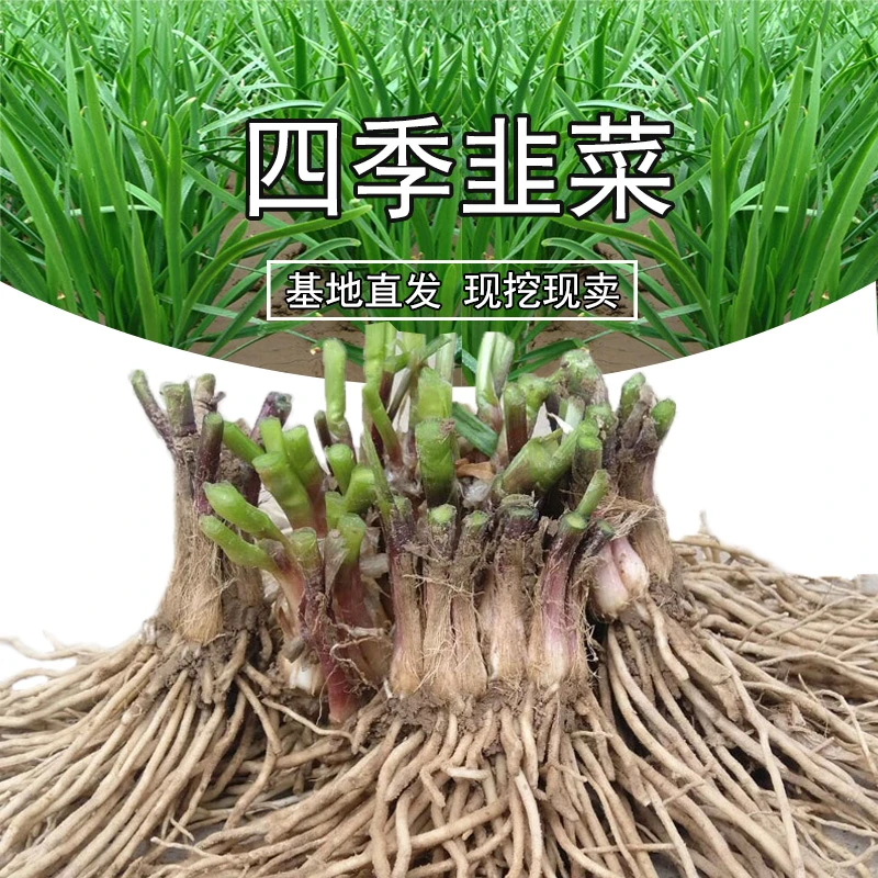 新韭菜根苗现挖红根宽叶阳台小院庭院盆栽种植