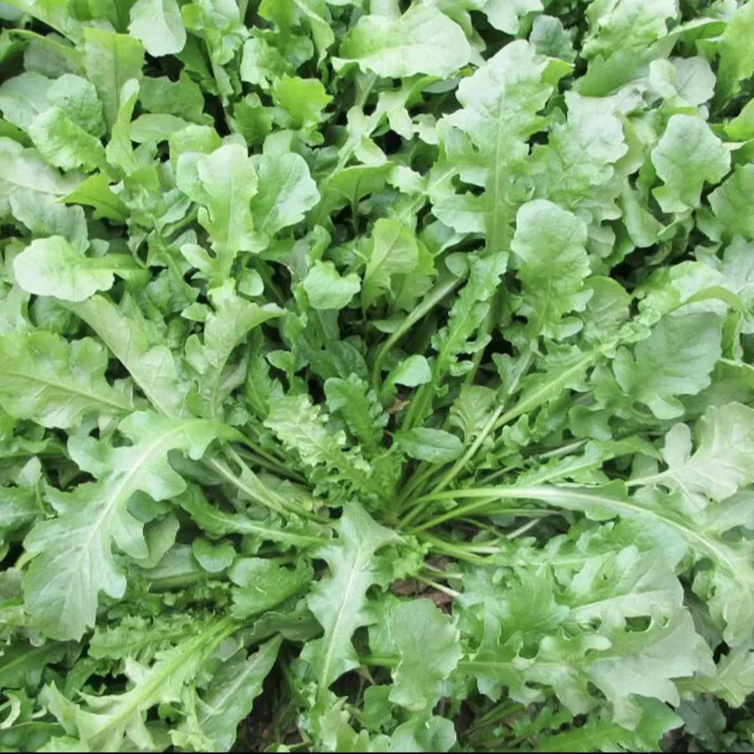 【荠菜种子】家庭阳台小院盆栽地栽四季种植饺子菜