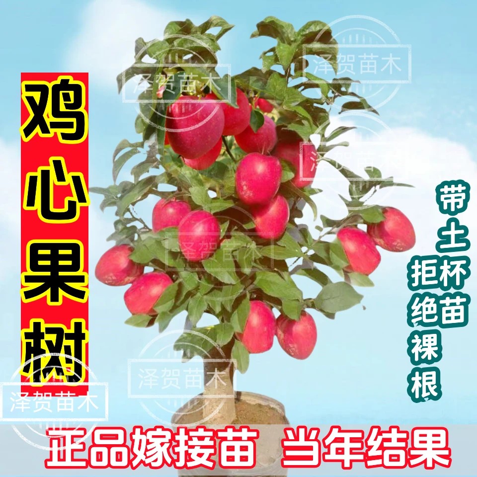 【盆栽】正品鸡心果南北方种植带盆带土带花芽香妃海棠