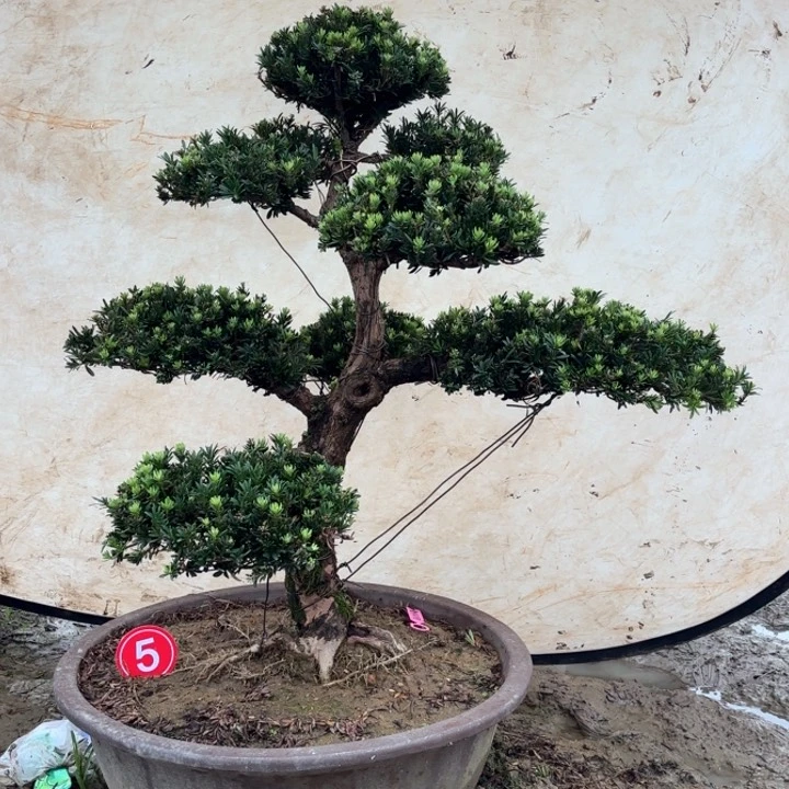 精品米叶罗汉松盆景