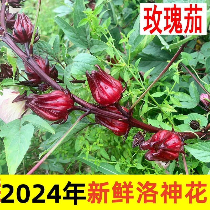2024桂林新鲜现摘洛神花玫瑰茄红桃k泡酒果酱蜜饯酵素干花食用花