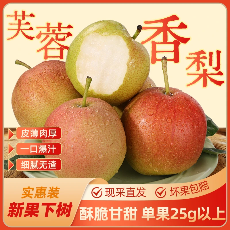 河北邮政甄选赵县芙蓉香梨现摘现发口感脆甜爽口新鲜皮薄汁水