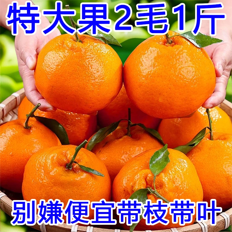 【抢购中】四川正宗春见耙耙柑丑橘新鲜现摘水果产地直发甜手剥橘子