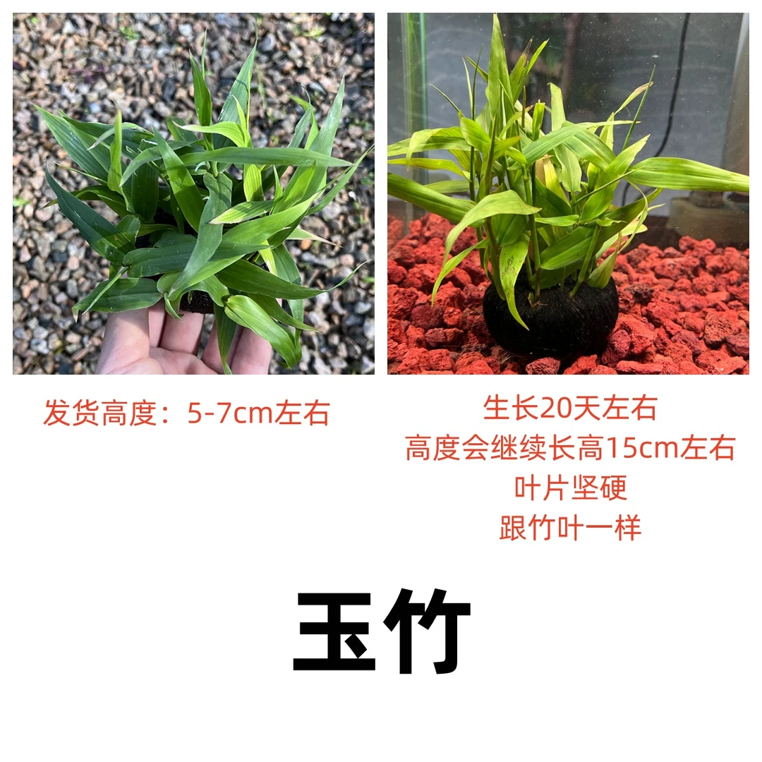 玉竹【中景草】7.5cm大坨发货鱼缸造景阴性造景绿植免栽种中后景