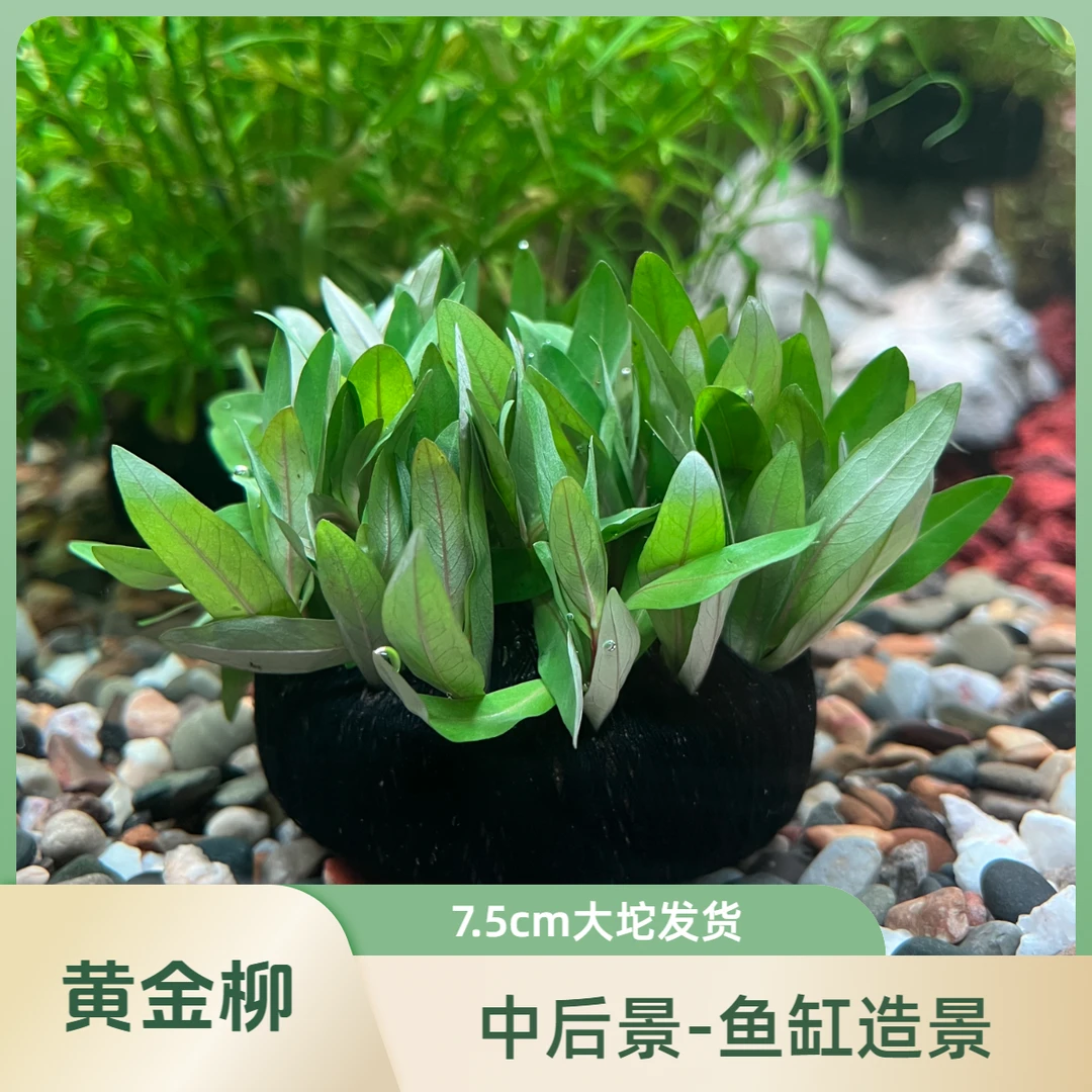 黄金柳【后景草】+7.5cm大坨发货