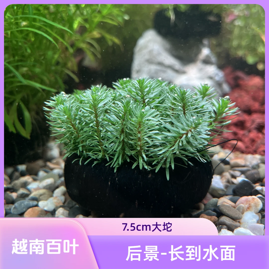 越南百叶【后景草】+7.5cm大坨发货水草红丁香矮珍珠百叶鱼缸造景