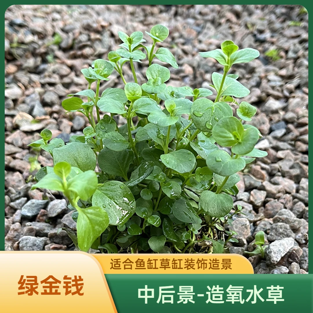 绿金钱【中后景】+7.5cm大坨水草鱼缸草缸装饰造景有茎类淡水易养