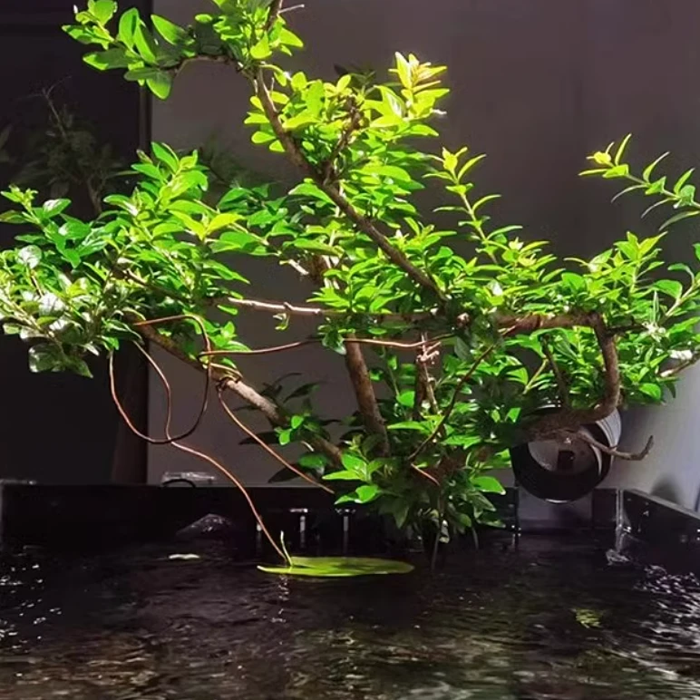 【一物一拍】水杨梅水培树苗水杨柳盆栽盆景鱼缸水杨梅大老桩易活