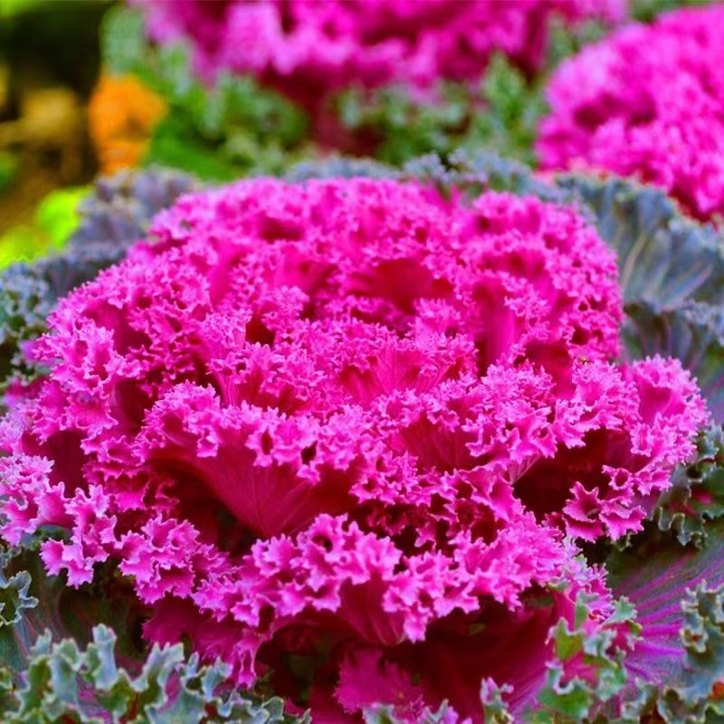 羽衣甘蓝小苗可多头阳台庭院园林观赏植物耐寒花卉盆栽抗寒食用