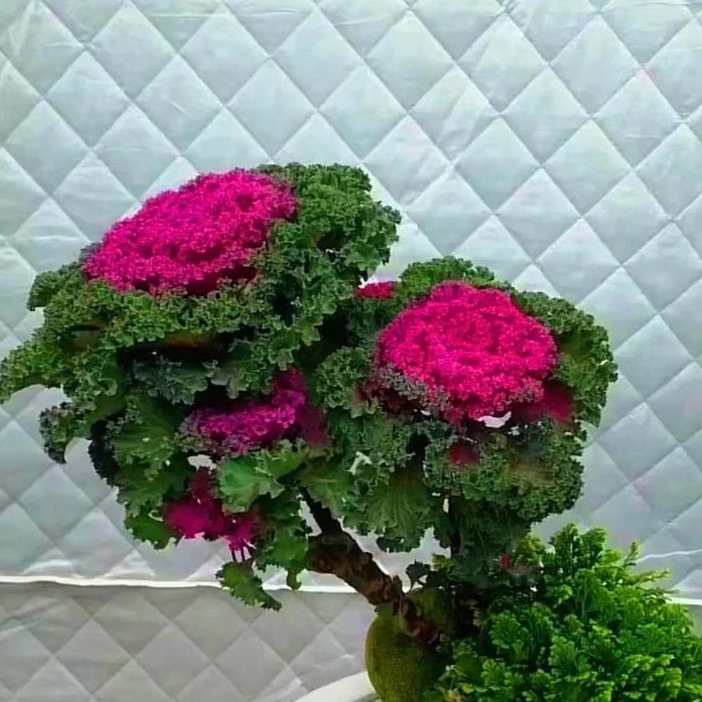 【一物一拍】羽衣甘蓝多头老桩盆栽 耐寒耐晒