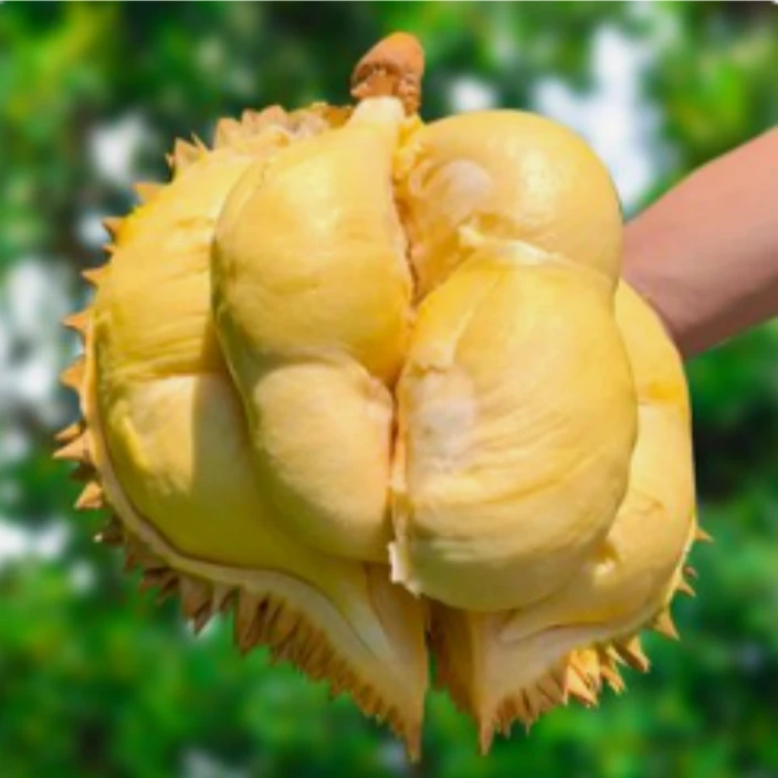 5斤-5.5斤/颗AA级精选树熟金枕榴莲 （保5房 整果不出，拍下开果)