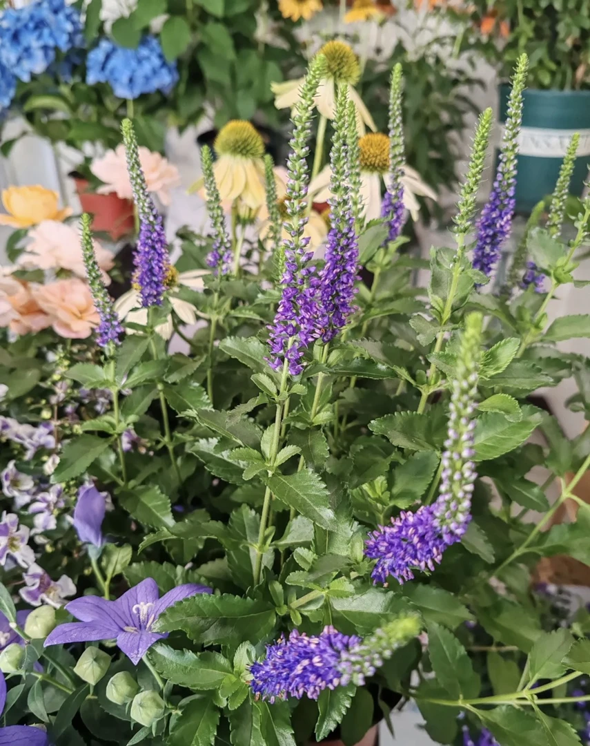 穗花婆婆纳 多年生宿根 耐热耐寒