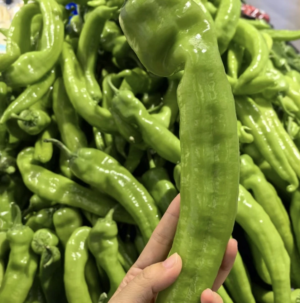 【尖椒】新鲜尖椒辣椒 新鲜采摘 新鲜发 农家自种 原产地直发