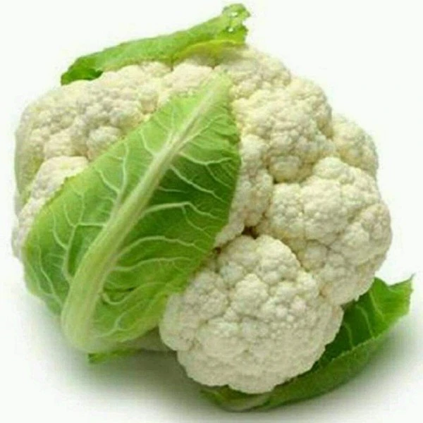 白花菜  约500克