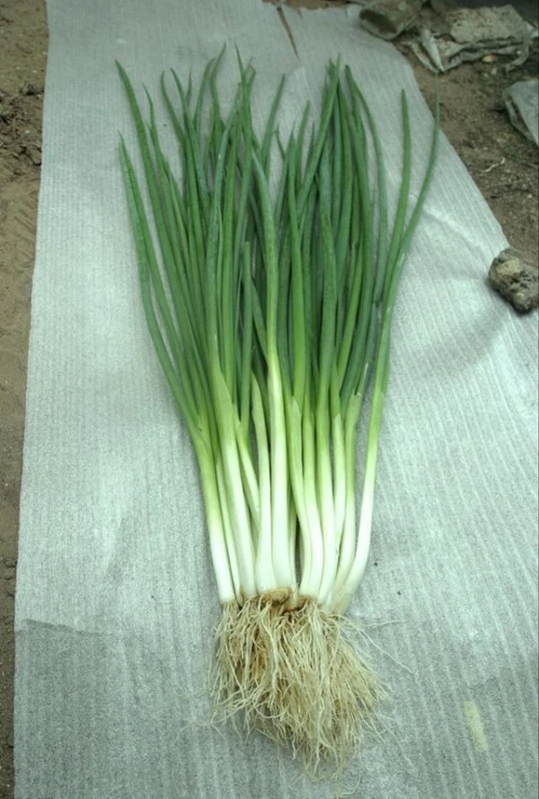 香葱 小葱 约100克