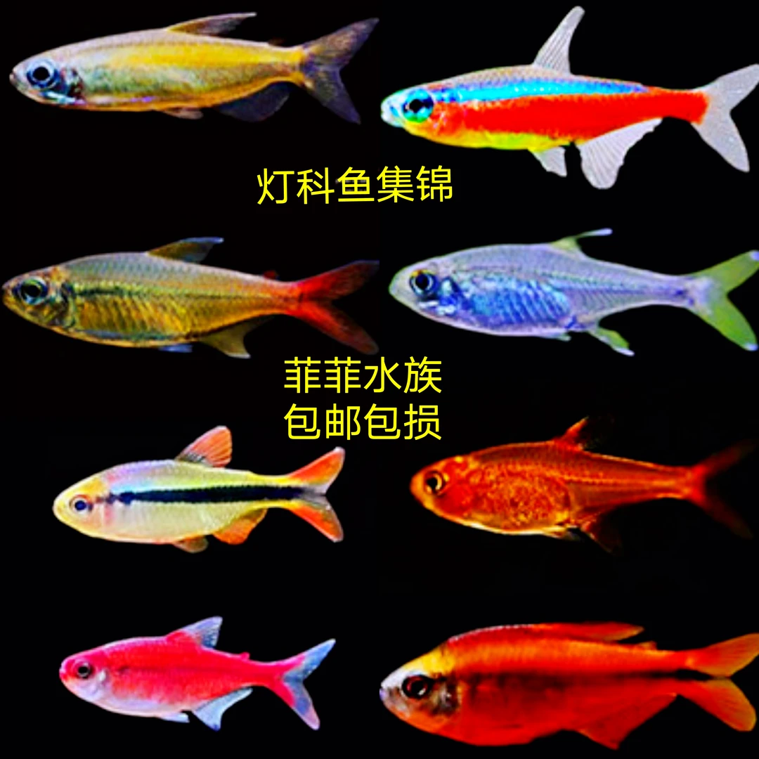 活体养殖运输灯科鱼集锦宝莲红尾科佩依