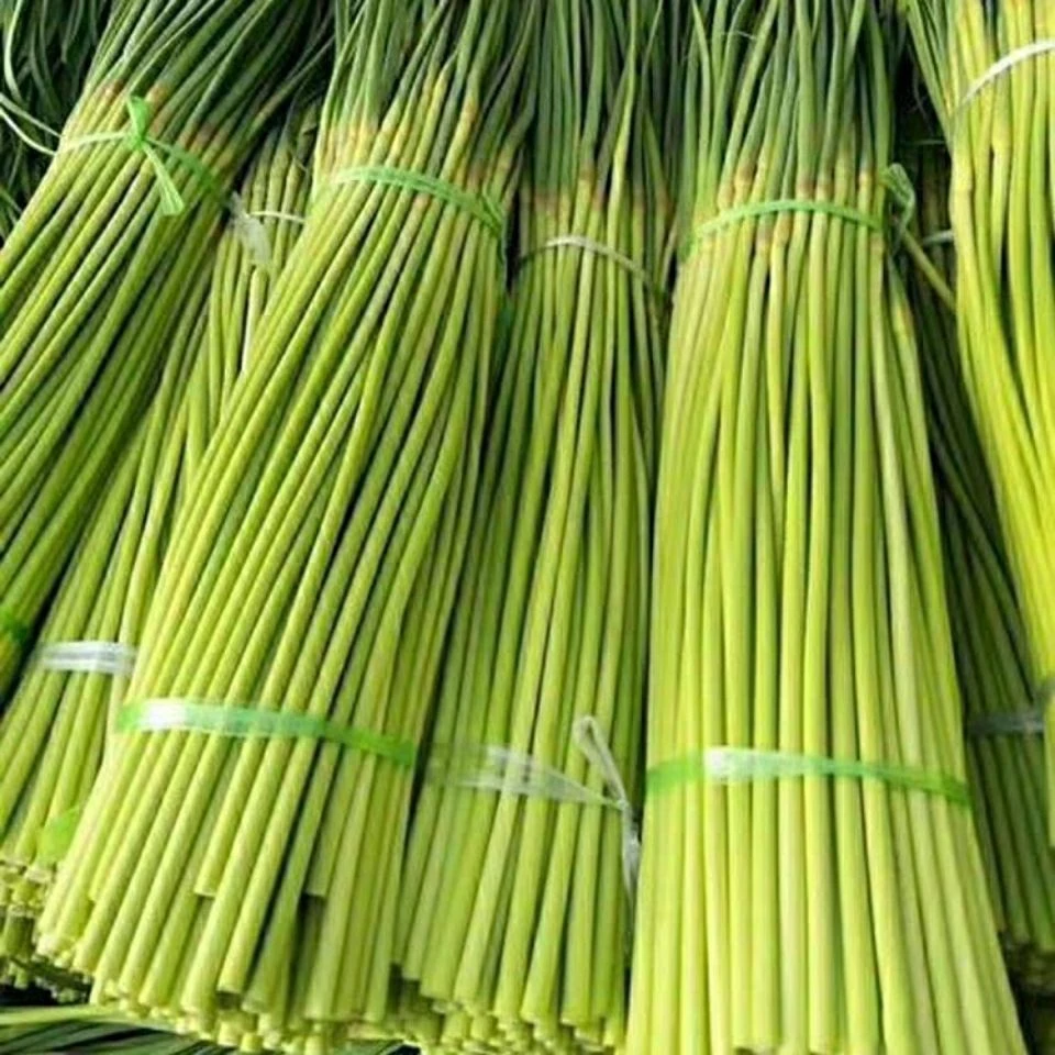 河南新鲜蒜苔蔬菜大蒜蒜薹蒜苔农家大蒜苔3斤