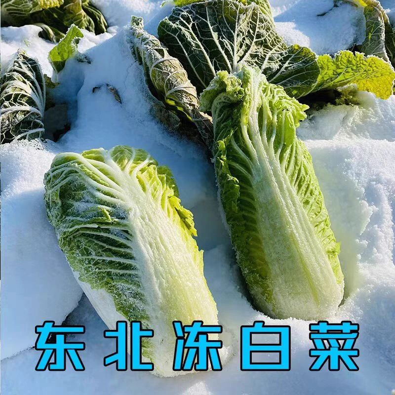 东北冻白菜5斤装