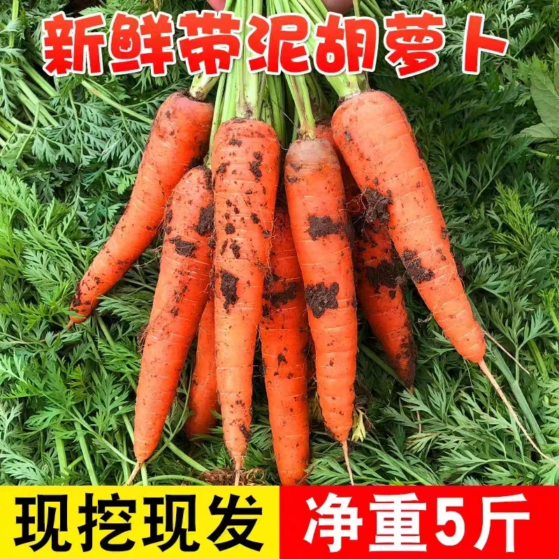 又甜又脆胡萝卜5/10斤 胡萝卜