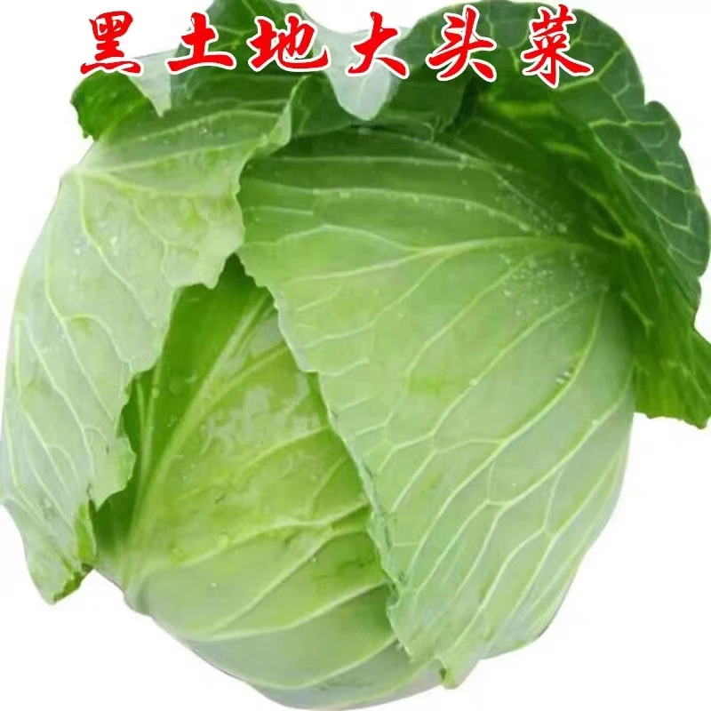 (张姑娘）东北圆甘蓝5/9斤 圆大头菜新鲜