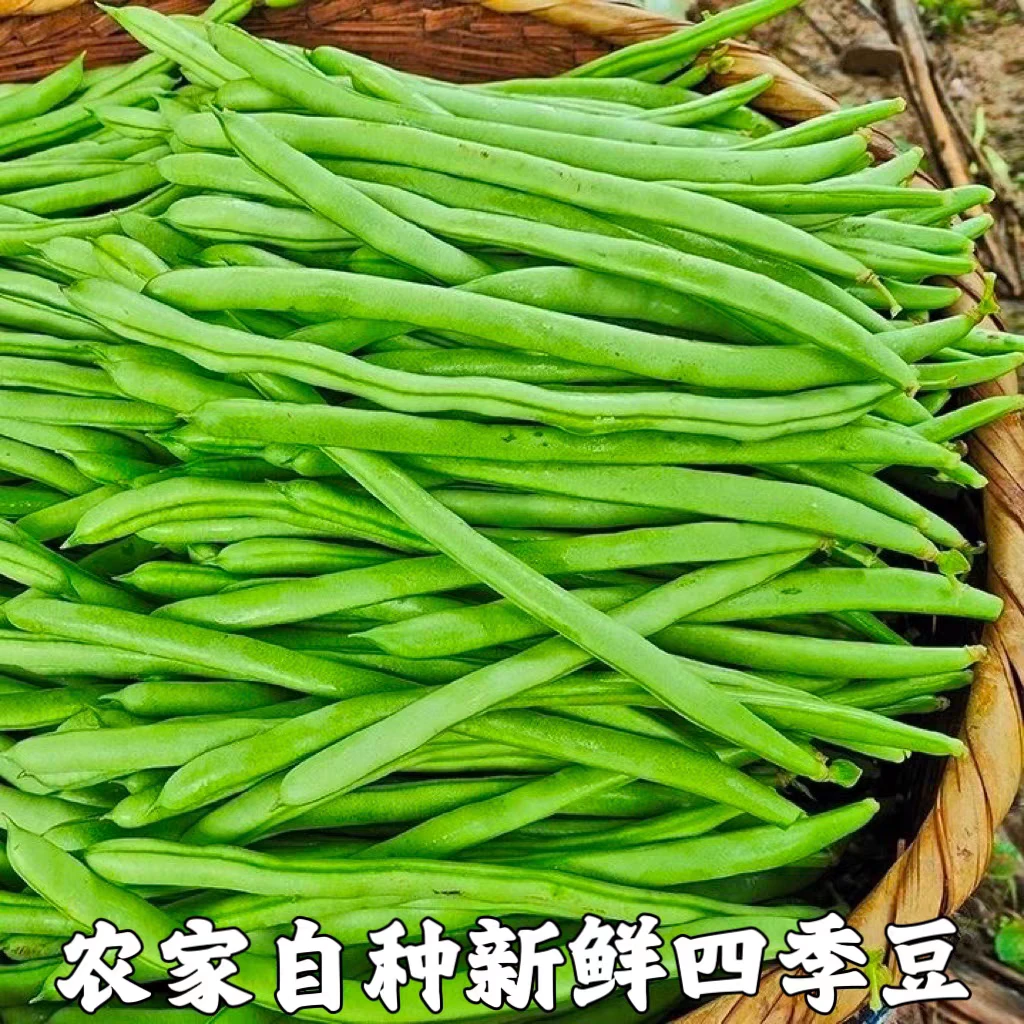 （农民自卖）现摘四季豆新鲜农家应季蔬菜