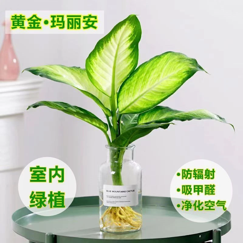 D075玛丽安粉黛万年青银皇后盆栽桌面好养水培花卉办公室绿植发财