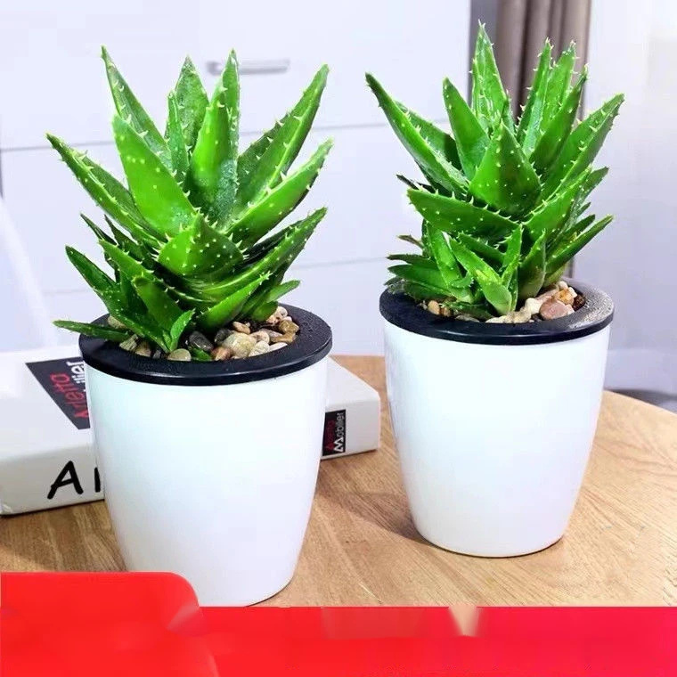 D079不夜城芦荟防辐射吸甲醛办公室盆栽多肉植物耐寒耐旱桌摆仙人