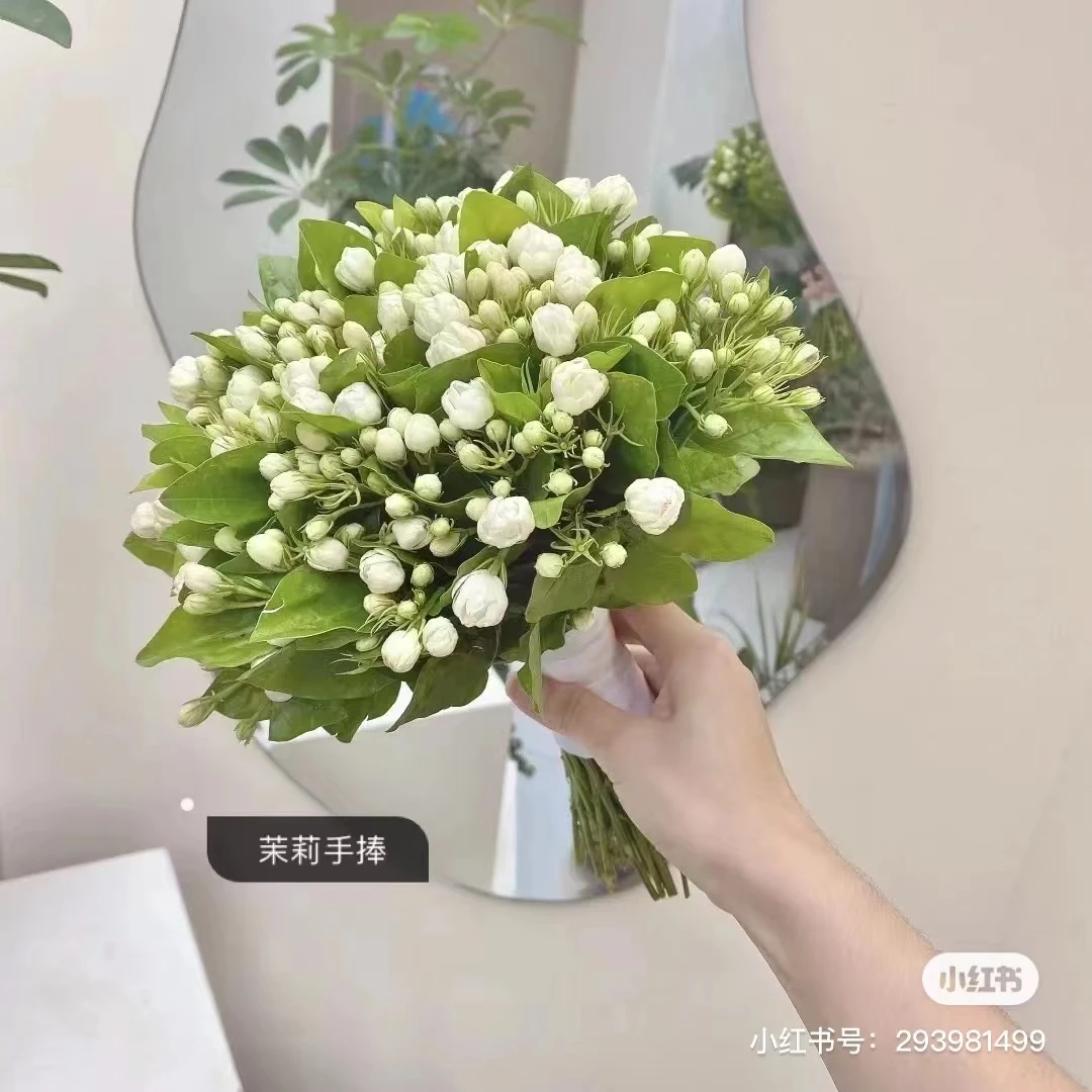 带香味的 茉莉花     冷链包邮  云南鲜花基地直发   1单也包邮