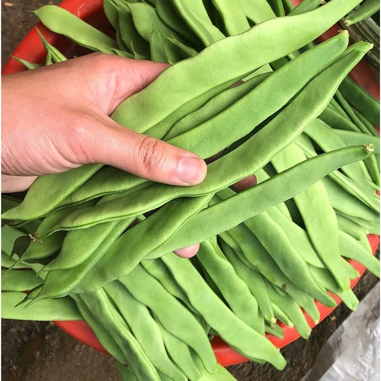 超宽扁荚芸豆种子高产豆角有架春夏秋四季豆庭院大田易种蔬菜种籽