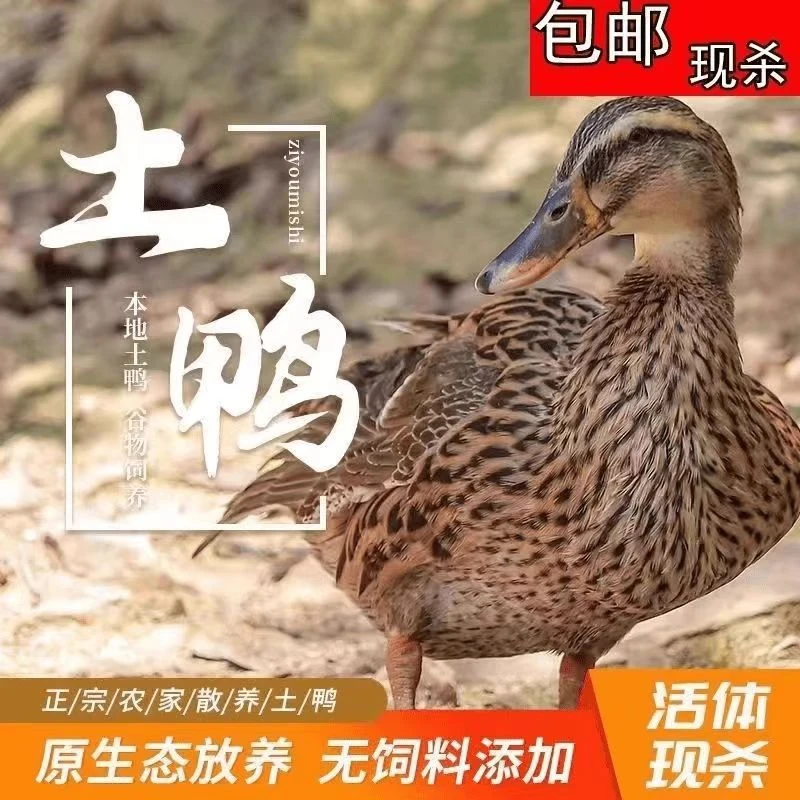 【买二送一】农家白条鸭子3只新鲜冷冻净重6斤不带鸭掌带翅根