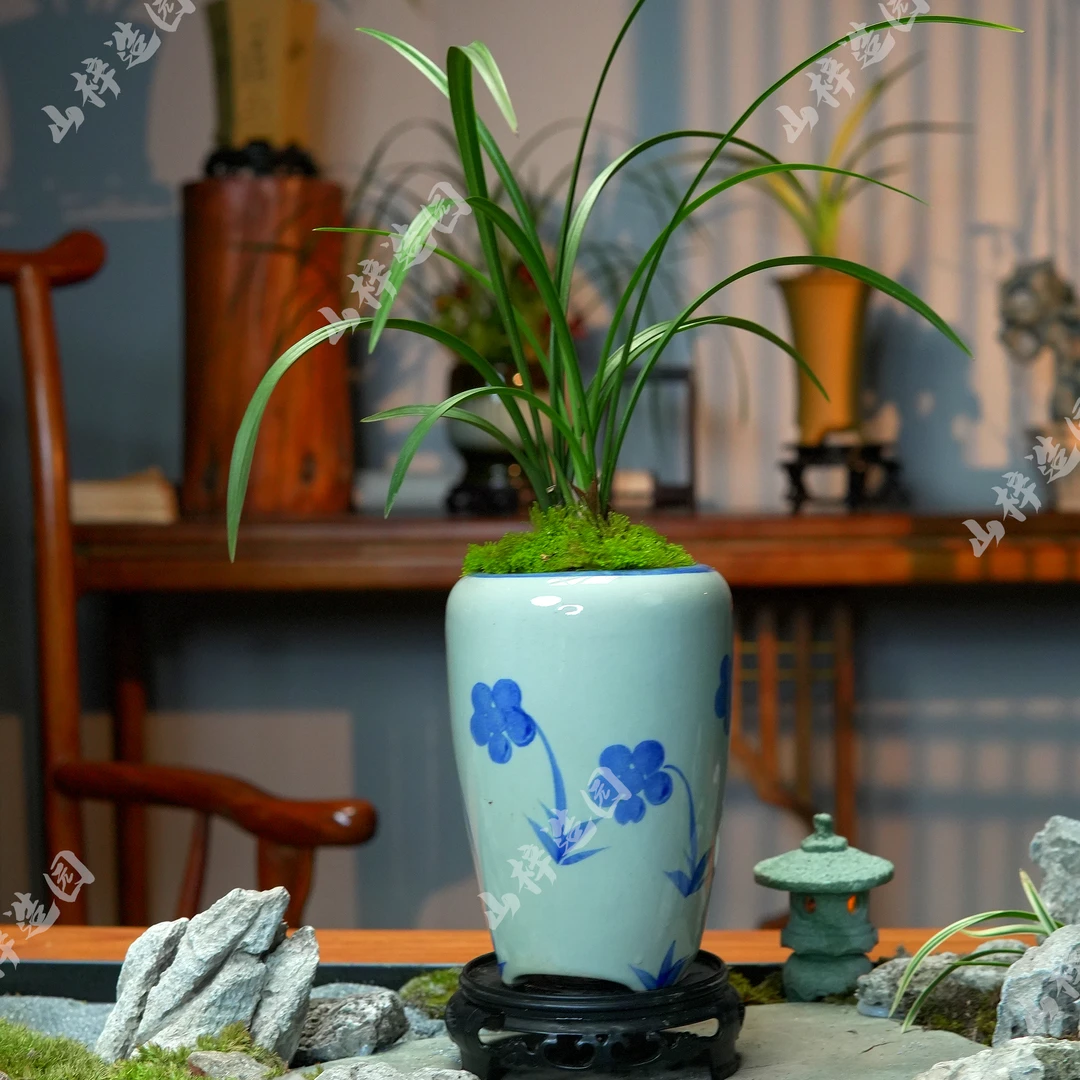 高端优雅 春兰老八种之首【宋梅】幽香兰花 青花瓷盆 室内好养易活