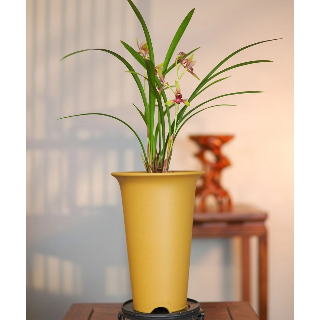 建兰铭品【小国魂】黄缎泥花盆 幽香兰花 室内好养易活