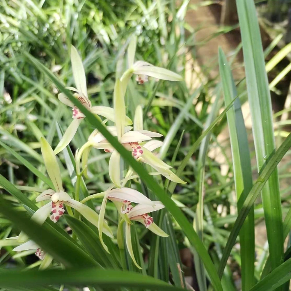 名贵建兰【铁骨彩心】浓香型兰花室内客厅阳台盆栽好养好活高雅