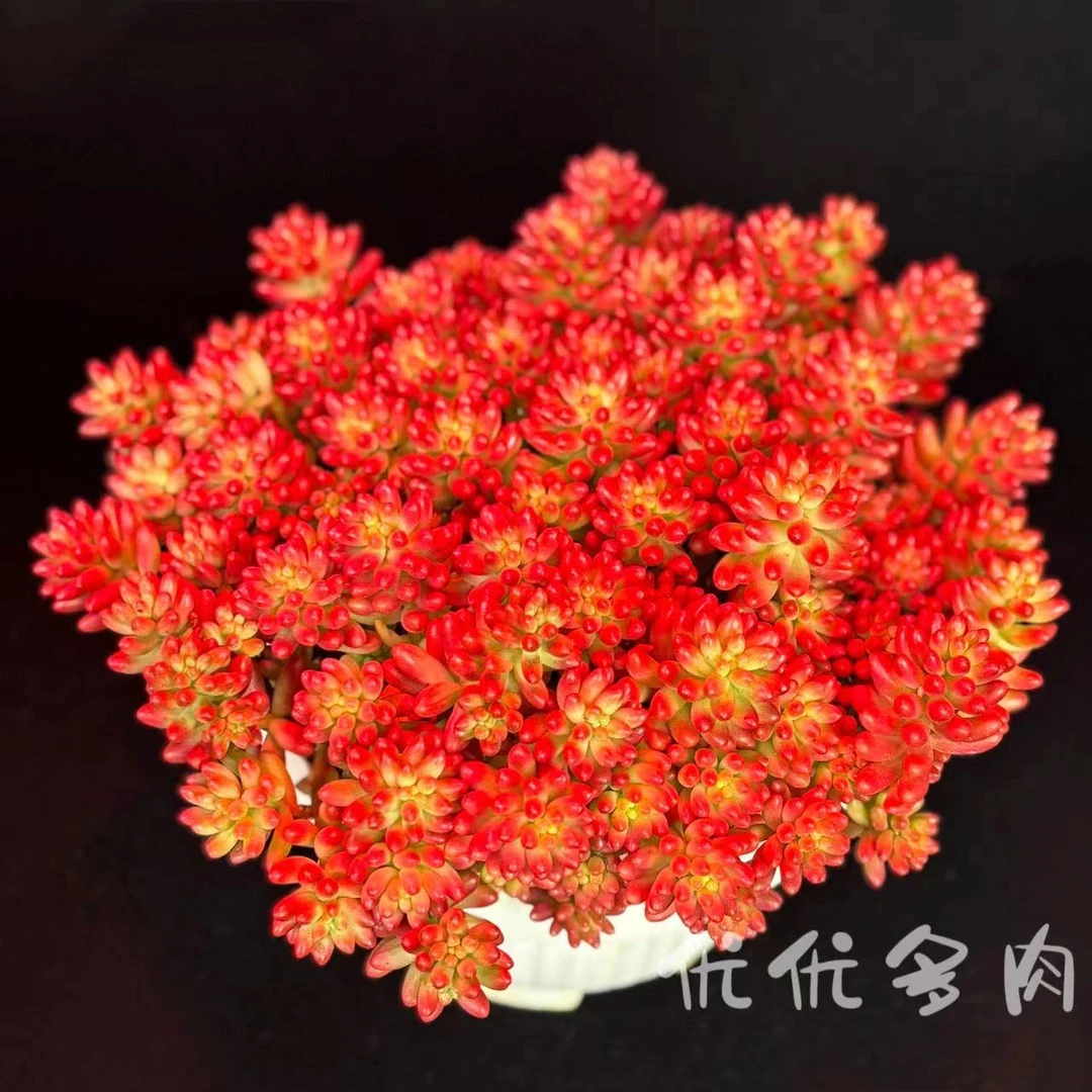 Y红葡萄+罗马盆 年宵花过年必备群生易爆仔生命力强 耐旱绿植盆栽