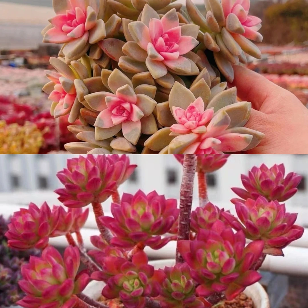 S 樱花锦+红稚莲 多肉植物新手必备耐旱散光通风室内养上盆展示