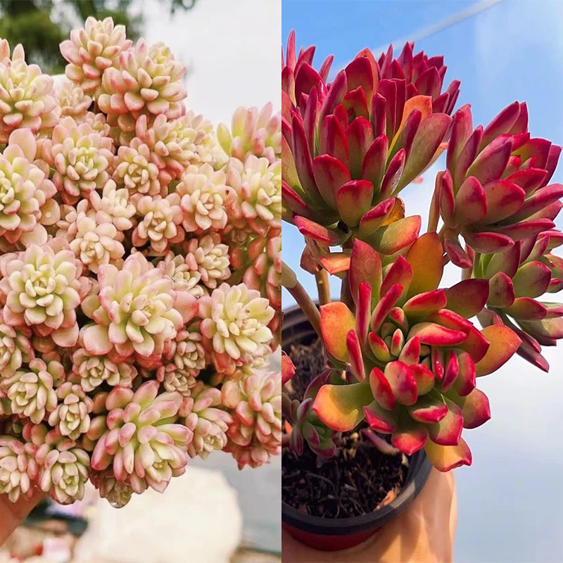 Y 新品繁星+红稚莲  过年新手必备 耐寒耐旱喜阳通风带盆带土