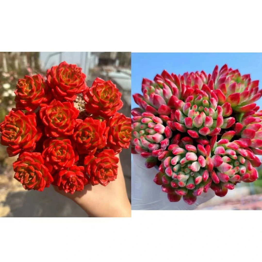 W蒂亚+蓝苹果 多肉植物新手必备耐旱散光通风室内养新手好养