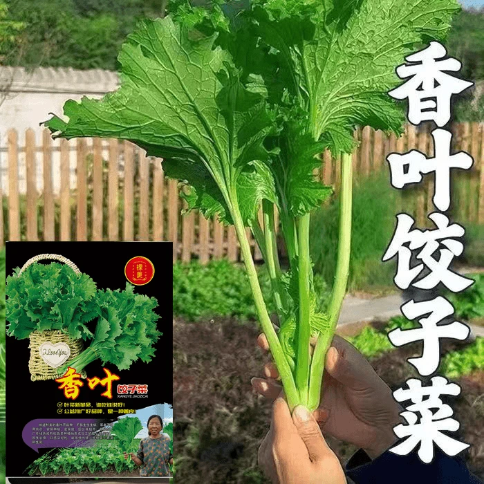 （3.88元5包）生菜杨姐香叶饺子菜香芥菜菜园四季青菜籽香叶种子
